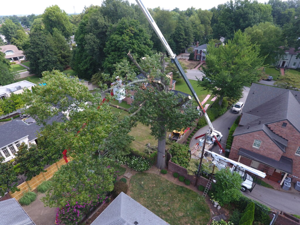 Tree trimming service in Owensboro, KY - Pruden Tree Service team working on a large oak tree.