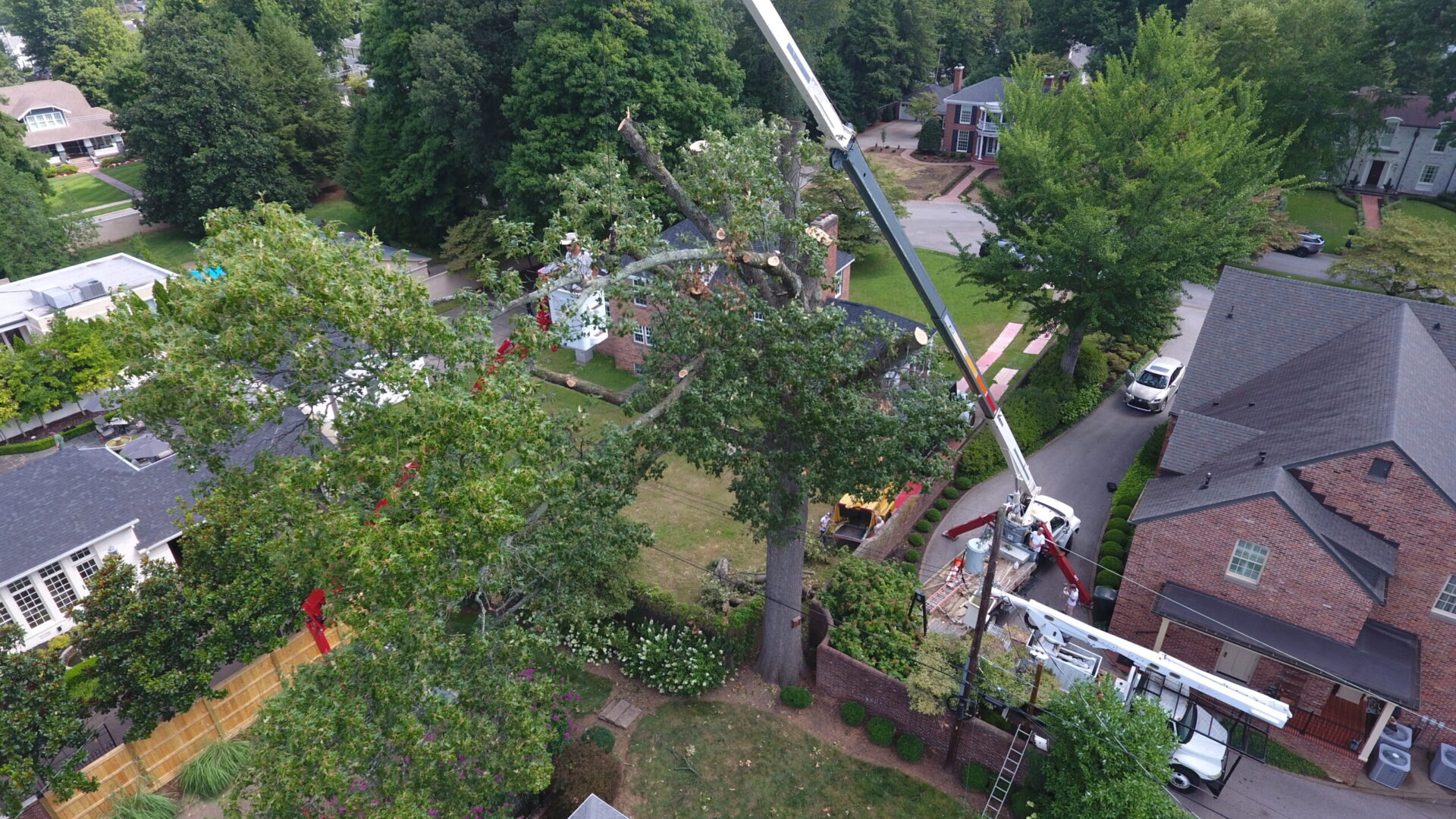 Tree trimming service in Owensboro, KY - Pruden Tree Service team working on a large oak tree.